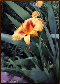 Brown-Eyed Stella daylily