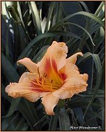 Brown-eyed Stella daylily