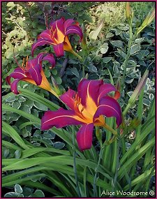 Burgendy Daylily