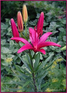 Plum Burgendy Asiatic Lily