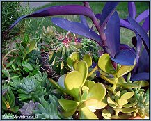 Cacti and succulents