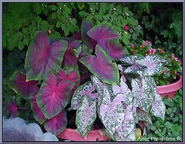 Caladiums