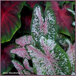 Caladiums