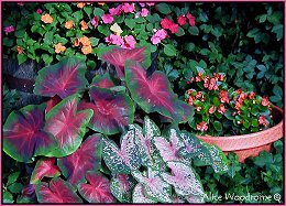 Caladiums, Impatiens, and begonias