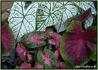 caladiums