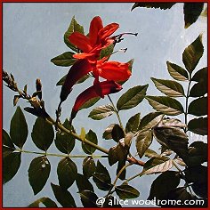 honeysuckle