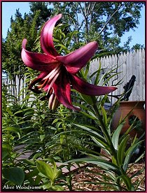 Chippendale Asiatic Lily