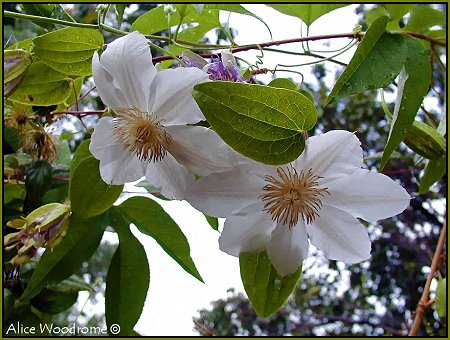 White Clamatis