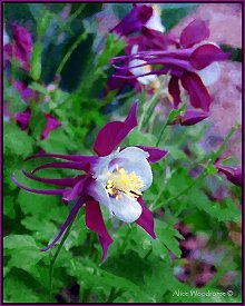 Columbine