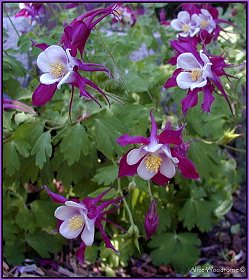 Columbine