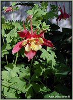 Columbine