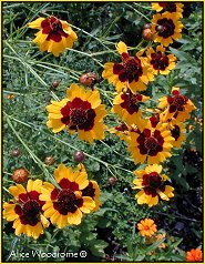 Wild Coreopsis