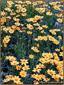 Coreopsis