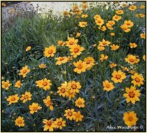 Coreopsis