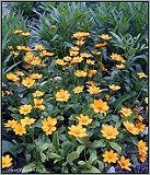 Coreopsis