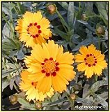 Coreopsis