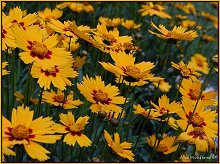 Close up of Coreopsis