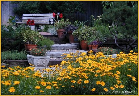 View of the Garden with Coreopsis