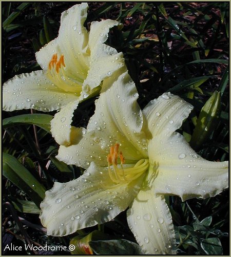 Cream Daylily