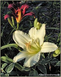 Cream Daylily