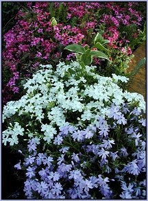 creeping phlox