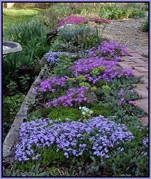 creeping phlox