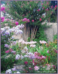 Crepe Myrtle