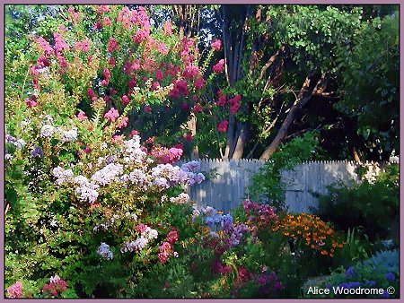 Crepe Myrtle