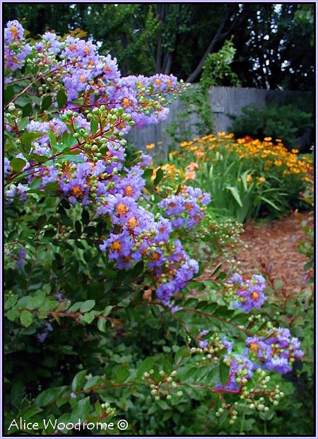 Crepe Myrtle