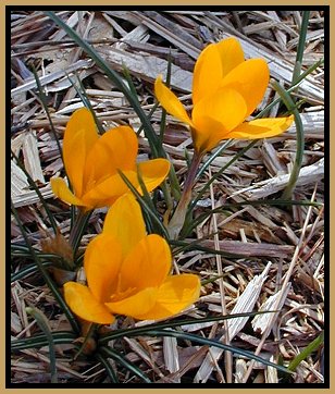 yellow crocus