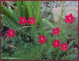 cypress vine