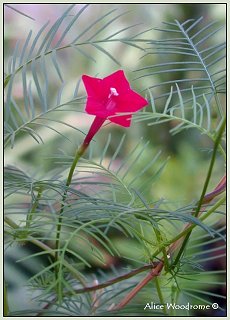 cypress vine