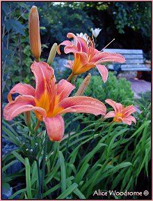 Ditch Day Lily