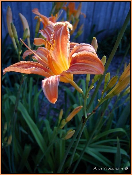 Ditch Daylily