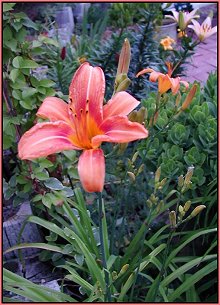 ditch daylily