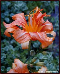 Double Orange Daylily