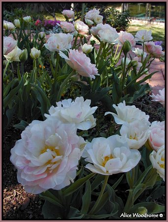 double pink tulips