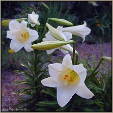 Easter Lily