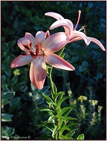 Fairest Asiatic Lily