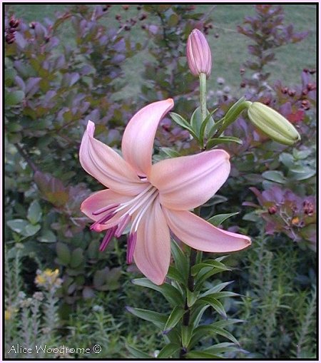 Fairest Asiatic Lily