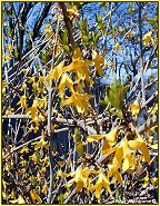 forsythia