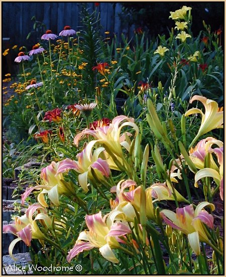 Garden with Lilies