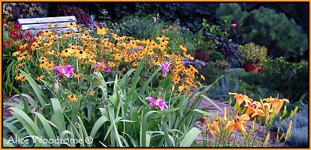 Garden in Early July