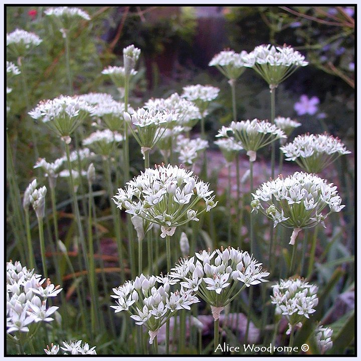 Garlic Chives