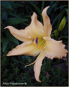 Giant Yellow Daylily