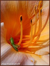 Grasshopper and Lily