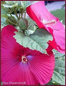 Hardy Hibiscus