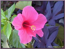 hibiscus