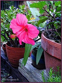 Hibiscus