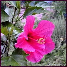 Hibiscus